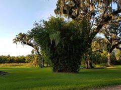 14238229_1094187940663592_3850702119056159832_n